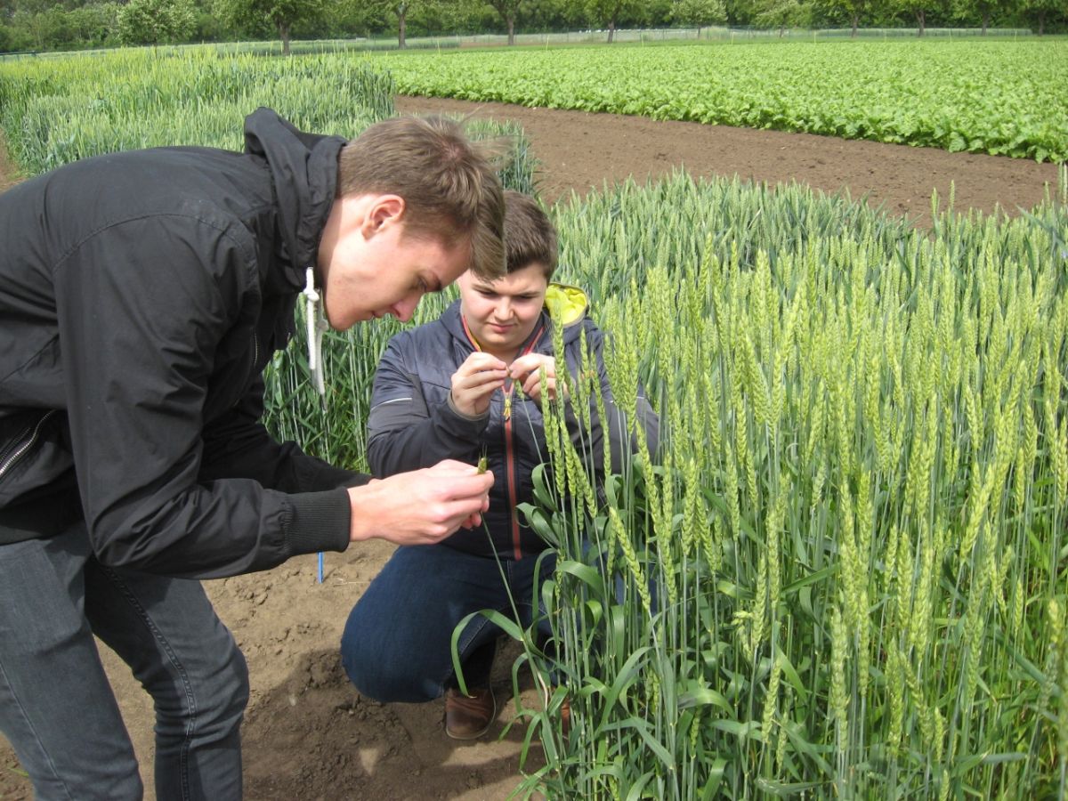 Yannick Knösel (links) und Paul Dietz schauen sich Getreideähren an. Beide haben 2017 bei Jugend forscht mitgemacht und studieren heute. Foto: Grünes Labor/ Ute Linemann